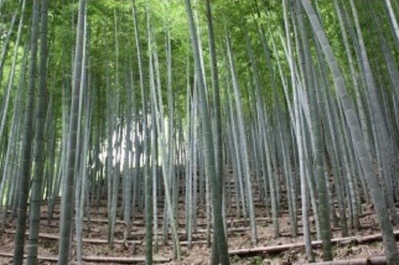 竹は日本人の生活の中の身近な資源