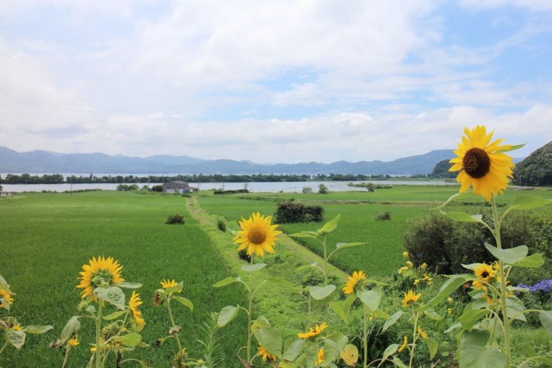 青海湖周辺初夏の風景　緑と青のコントラストを楽しもう！