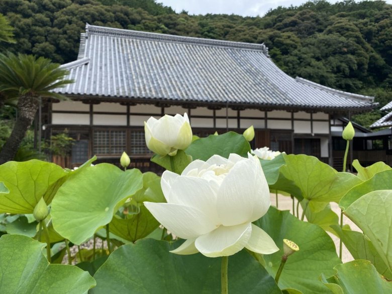 山口県指定天然記念物　西圓寺のアオバス