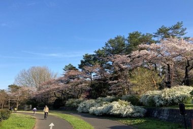 桜の時期の昭和記念公園サイクリングコース